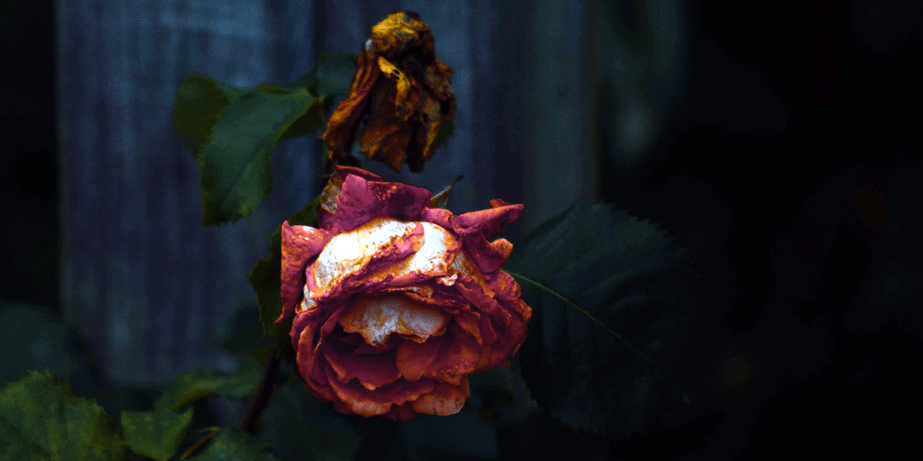wilted