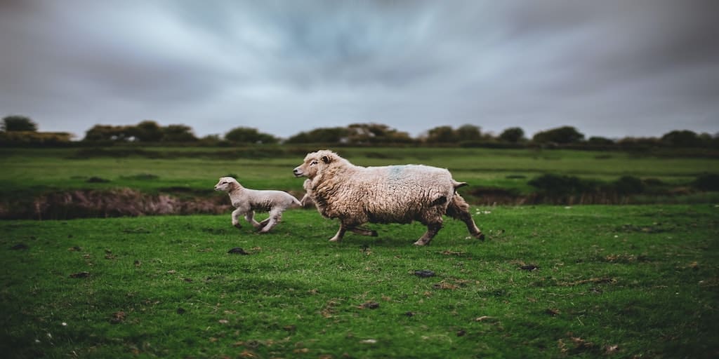 zoltan-tasi-MP3VNHhItxY-unsplash