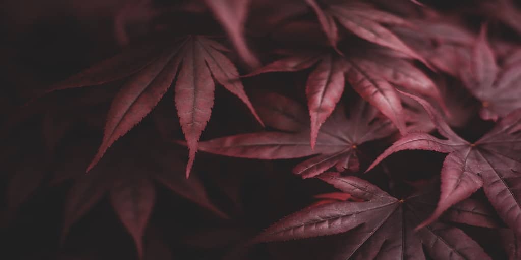 andreas-haslinger-rBJVpszcPx8-unsplash (1)