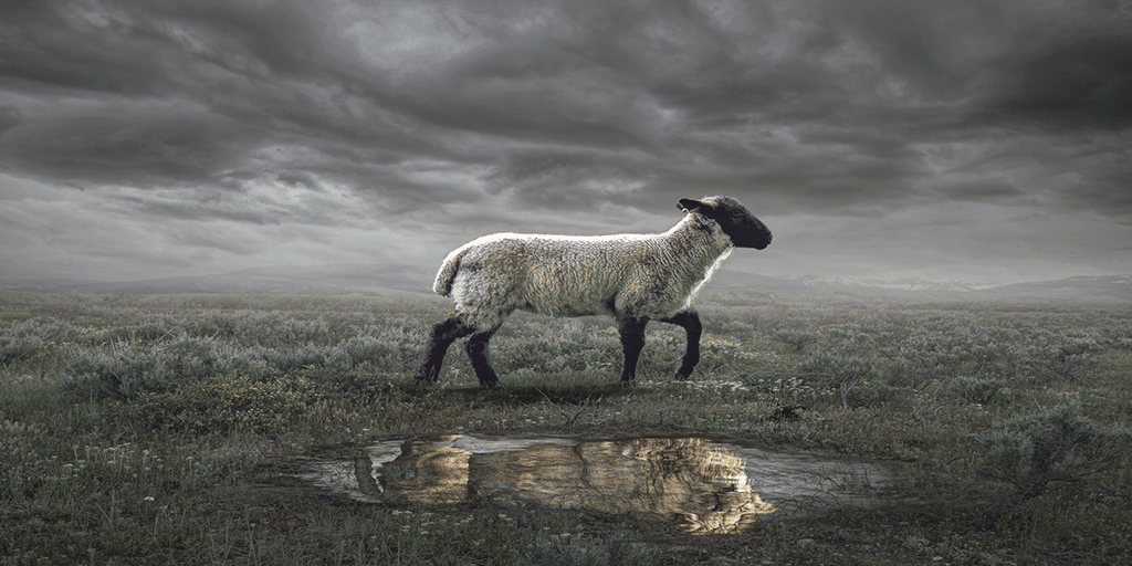 lionandlamb