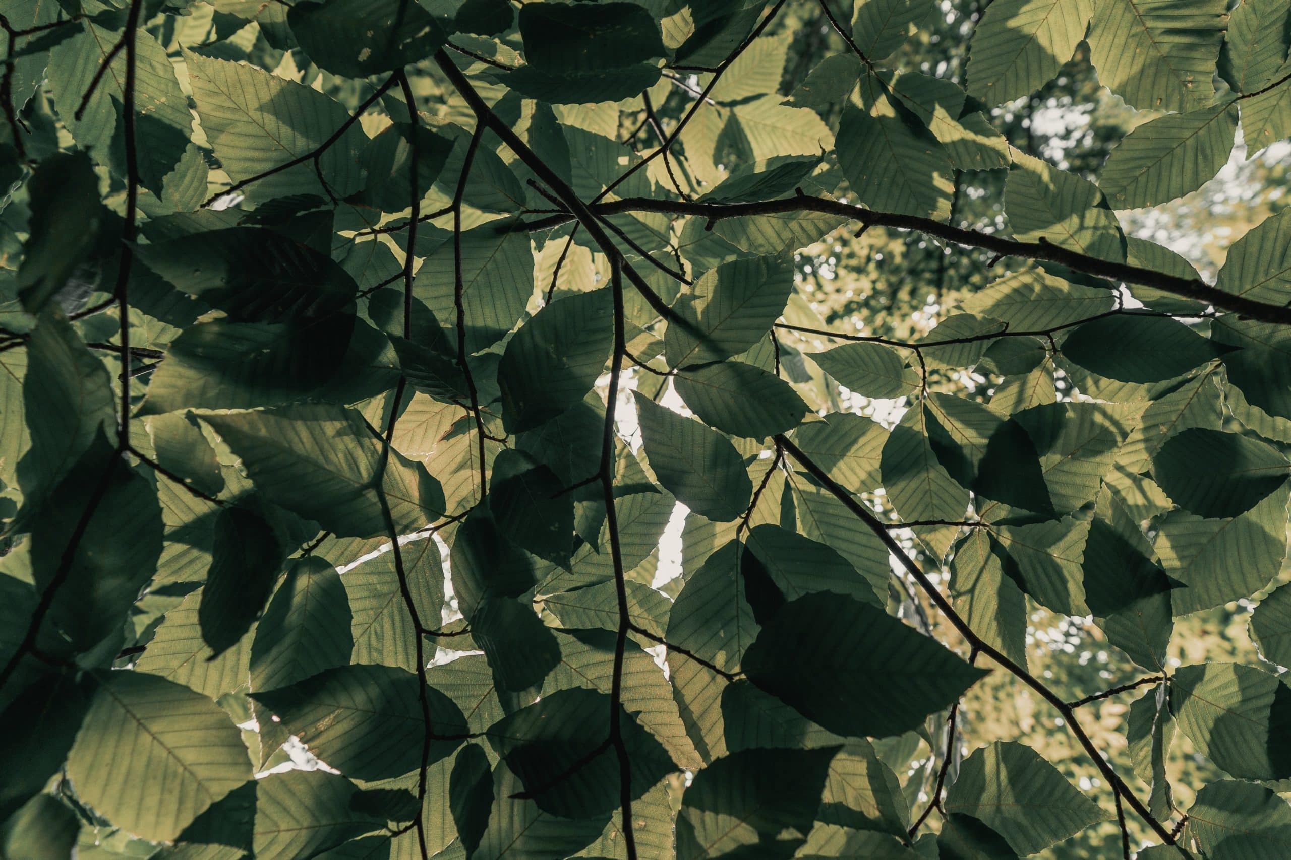 clay-banks-0p-LkCpke2c-unsplash