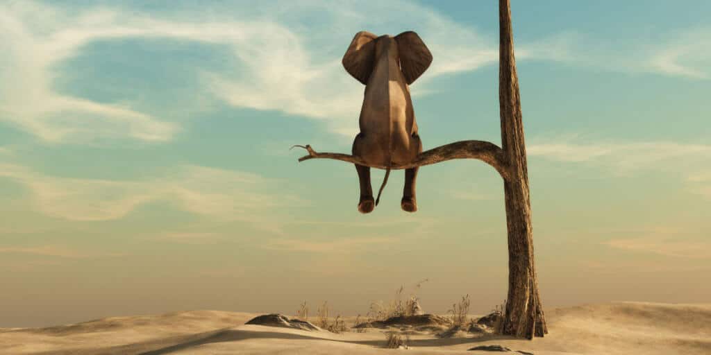 elephant-sitting-on-tree