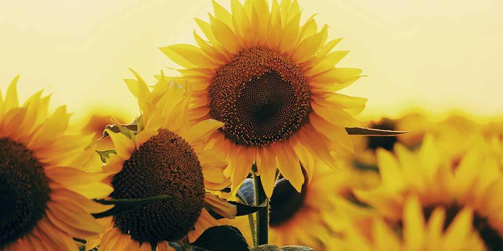fruit-of-the-spirit-joy (1)