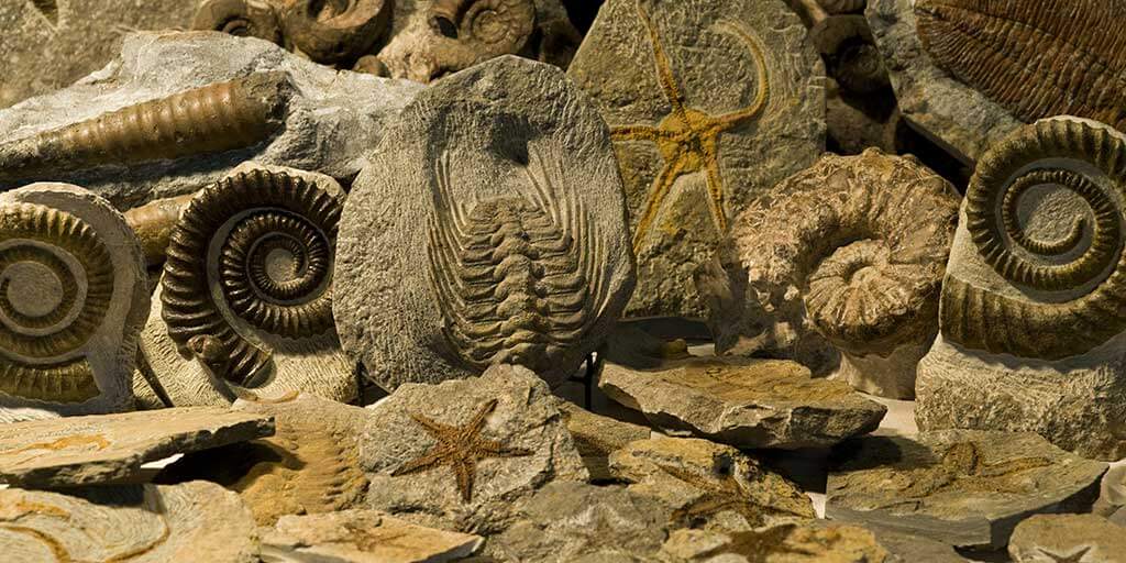 <strong>Why Did the Cambrian Explosion Trouble Darwin?</strong> why-did-the-cambrian-explosion-trouble-darwin (1)