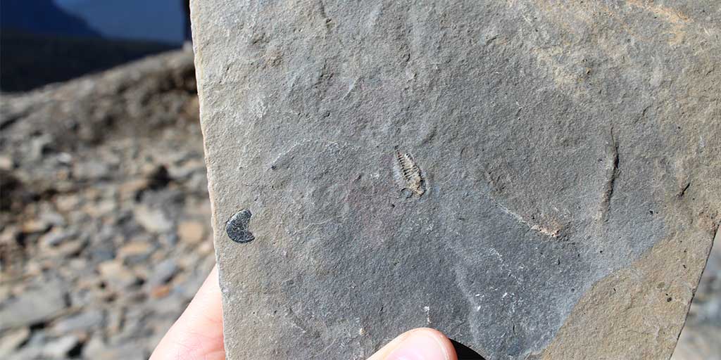 burgess-shale