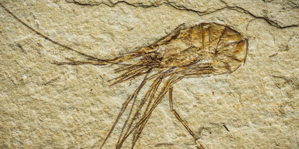 cambrian-explosion-part-2