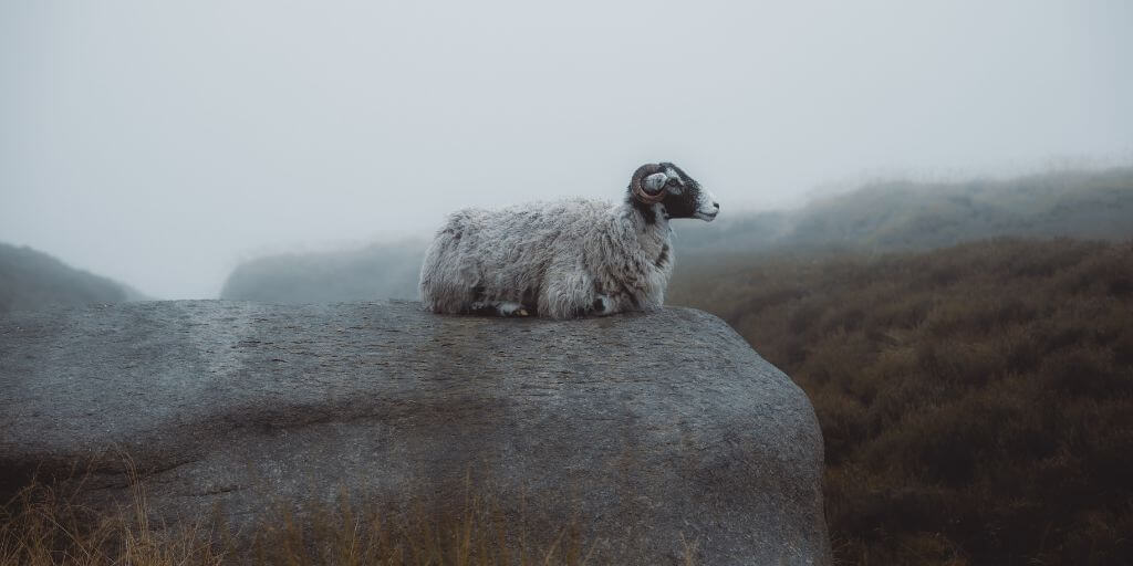 ourpassoverlamb