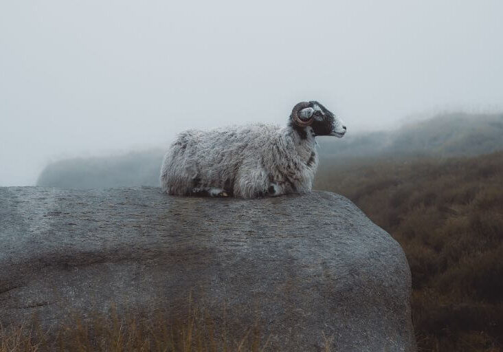 ourpassoverlamb